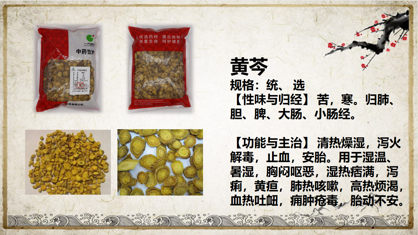 黄芩