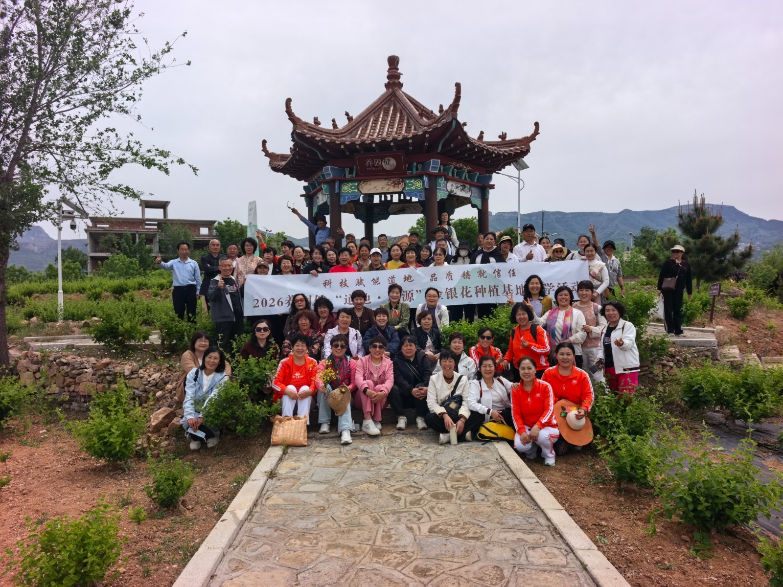 五月金银花正当时